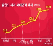 "고랭지 배추밭 갈아엎고 사과 농사 지어요"…강원 10년 새 재배면적 3배↑