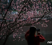 [포토] 벌써 봄 소식이?…中 찾은 홍매화