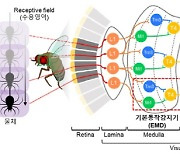 `파리처럼 잽싸게`...곤충 시신경 본뜬 `반도체 동작소자` 나왔다