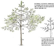 [소년중앙] 나이테 대신 이것 보면 알아요, 스트로브잣나무 나이