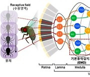 "간단 고효율 곤충의 눈" 모방한 센서 개발