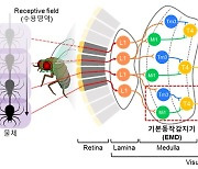 “곤충 눈처럼 사물 움직임 정확감지”…KAIST, ‘AI 반도체’ 소자 개발