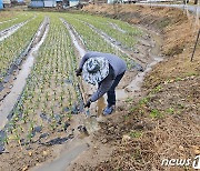 서천 1~2월 누적 강수량 136.5㎜…“농작물 습해·병충해 방제” 당부