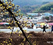 산수유꽃 핀 남해