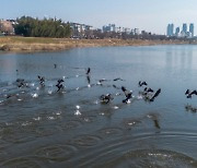 울산시, 태화강 하구 하천습지 생태 관찰장 운영