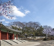 '나무에 태극기꽃'…용산구 3.1절 효창공원에 태극기거리