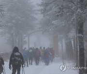 안개와 폭설이 만든 대관령 설경