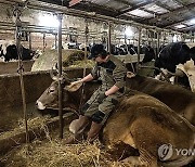 FRANCE PHOTO SET DAIRY FARMING