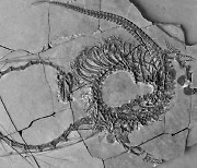 2억 4천만년전 용 모양 화석 발견에 과학계 '술렁'
