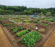 '나도 올 봄에는 도시농부' 관악구 친환경 도시텃밭 분양