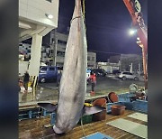 경북 울진 앞바다서 5m 밍크고래 죽은 채 발견