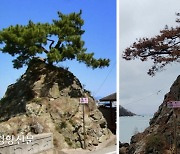 동해안 따라 퍼지는 소나무의 ‘붉은 비명’…“사실상 방제 불가능”