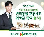 DB손보, 車보험 '반려동물 교통사고 위로금 특약' 출시