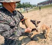 ‘軍犬’ 계급은···1개 분대 병력 살리고 산화한 ‘헌트’ 소위 계급 추서[이현호 기자의 밀리터리!톡]