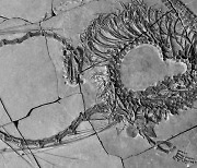 전설의 '용' 진짜 실존했나···2억4000만년 전 파충류 화석 발견
