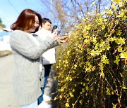 [포토] 봄을 맞이하는 영춘화