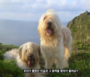 김남길-서경덕, 삼일절 맞아 '독도 지킴이' 삽살개 알린다