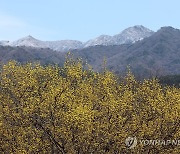 지리산 아래 피어나는 봄