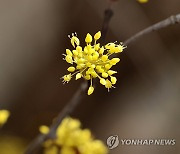 피어나는 산수유