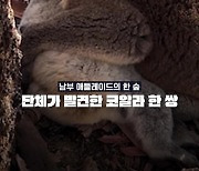 [영상] '잘가요' 죽은 암컷과 마지막 포옹…코알라 구조 순간 가슴 먹먹