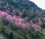 또 베트남 달랏 비극…韓여행객 랑비앙산 정상서 발 헛디뎌 사망