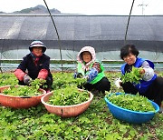 영양군, 어수리 나물 다음달 중순부터 본격 출하