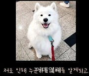 “고객님, 불량 복제견 AS됩니다”…‘반려견 복제’ 동의하십니까?[댕냥구조대]