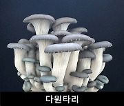 생산자·소비자 모두 원하는 ‘다원타리’ 나왔다