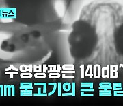 천둥소리 내는 12㎜ 작은 물고기…"최대 140㏈"