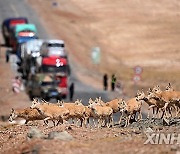 Xinhua Headlines: Tech innovations enhance wildlife conservation on "roof of the world"