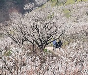 "작년보다 이르고 화려하네"…에버랜드, 하늘정원길 15일 조기 개장