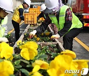 동구청 봄꽃 식재