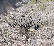 에버랜드 최대 규모 '하늘정원길' 15일 조기 오픈