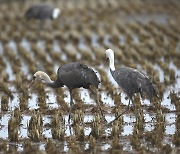 70% of globe's hooded cranes now in S. Korean bay: experts