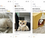 "아픈 멍냥이 치료할 안심병원 어디?"…당근 '동네생활' 켰다