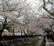 봄 축제 분위기 노린 '바가지 요금'…정부, 현장점검 나간다