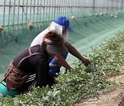 전남도, 외국인 계절근로자 실태 조사 결과 59건 적발…처우개선책 마련