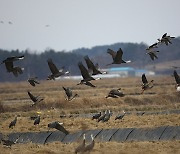 “서산 천수만 겨울나기에 딱”… 전세계 흑두루미 70% 모여