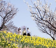 "수도권에선 매화 20일 만개"··· 에버랜드, 하늘정원길 조기 오픈