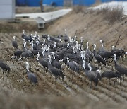 서산 천수만에 전 세계 흑두루미 70% 모여…1만4천마리 관찰