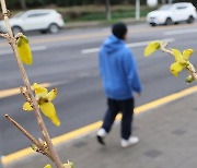 개나리 피는 제주