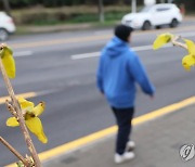 개나리 피는 제주