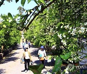 '고온다습' 제주 겨울…감귤 새순·꽃 피는 시기 앞당겨질듯