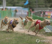 진도개 도그 스포츠 운영