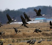 전 세계 흑두루미 70% '서산행'…멸종위기종인데 무슨 일?