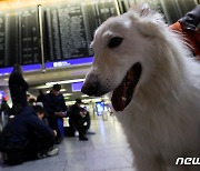 [포토] 獨 공공노조 파업으로 지친 강아지