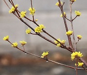 봄비와 산수유