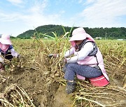 마늘 농작업 기계화율 78% 목표…연간 생산비 1329억원 절감 기대