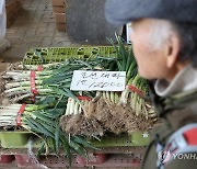 “과일은커녕 채소 사기도 겁나네”…파 50%, 배추 21% 폭등