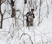 양구 산양·사향노루센터, 폭설 속 천연기념물 산양 14마리 구조